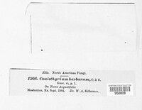 Image of Coniothyrium herbarum